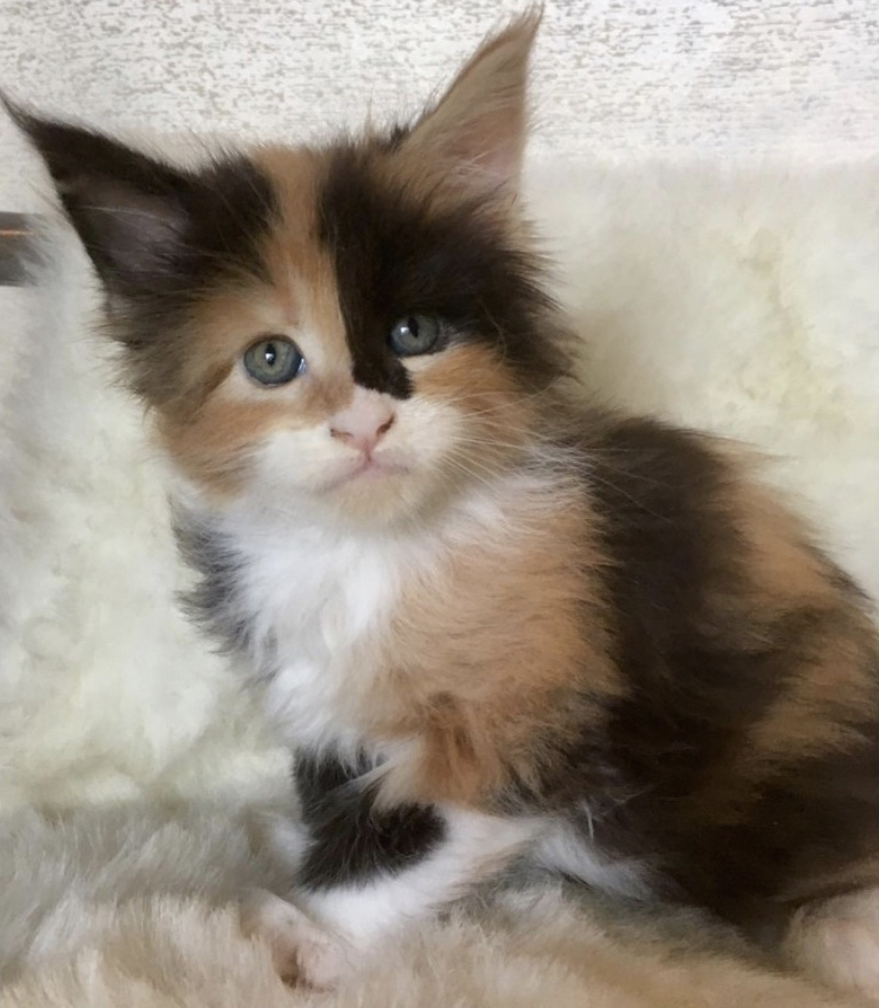 Maine Coon Kitten Calico