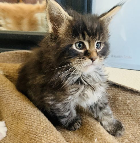 Kittens Available Maine Coon Goldens Farm