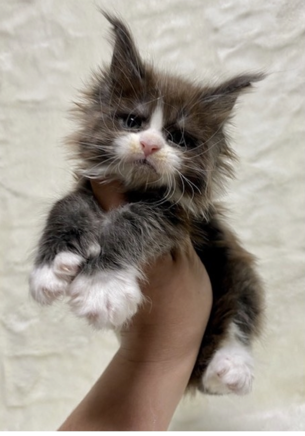 Maine Coon Kittens For Sale